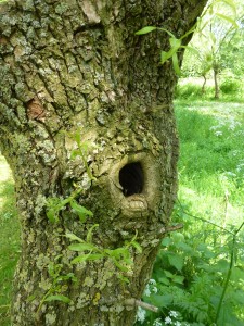 Baumhoehle