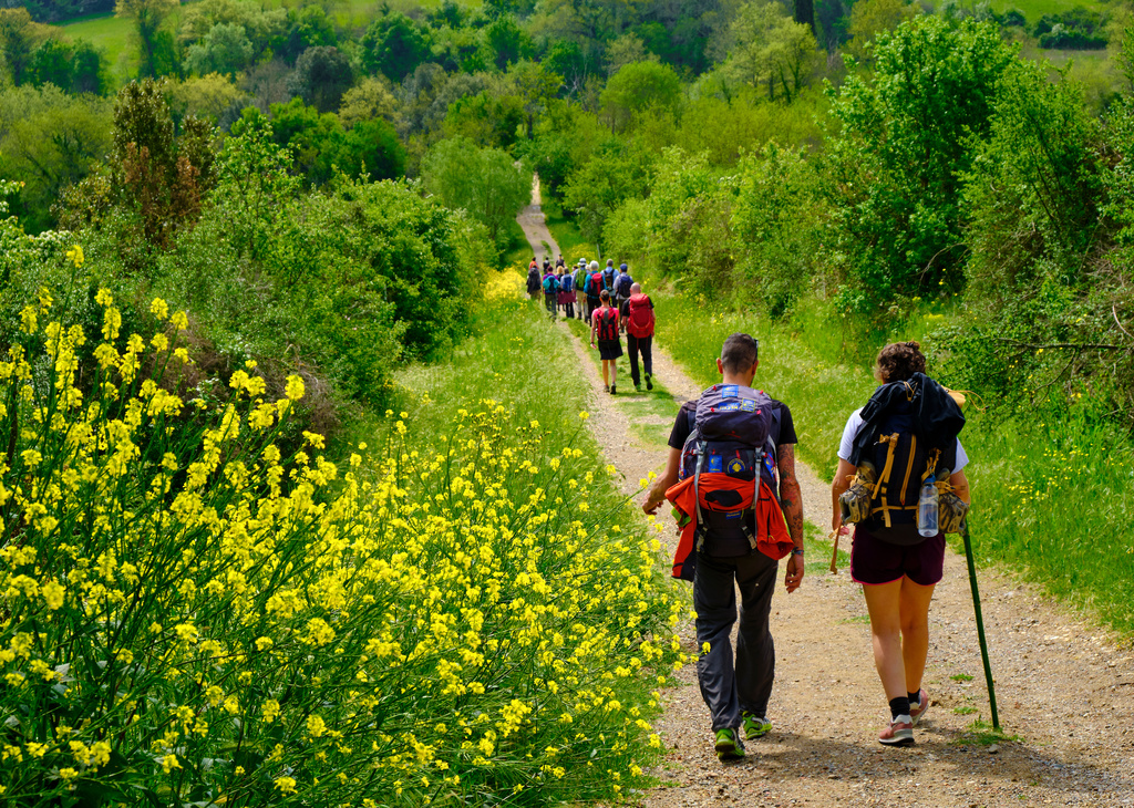 Pilgrims walking on the path to San Gimignano trough woods and yellow bushes. Solo Backpacker Trekking on the Via Francigena from Lucca to Siena. Walking between nature, history, churches, 
ancient villages.